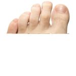 Dog toes