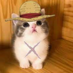 Monke D. Cat
