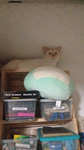 we need help >:)
