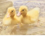 {duckys}
