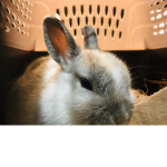 The roblox rabbit supporter group