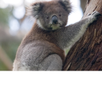 Koala and kiwi gamers HD!