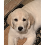 PUPPYPEOPLEWITHDR