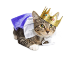 Cat nation for people who like cats