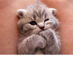 I love kittens :)