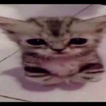 silly kitty shirts