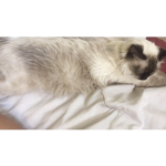 Kitten colt