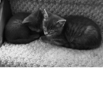 Kitty’s for life123