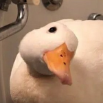 DuckDown