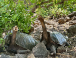 Turtles-tortoises sea turtles