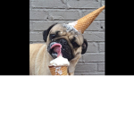 Pug Sqaud