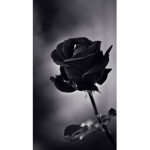 *black rose*