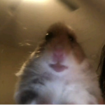 Hamster burger_
