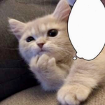 기여운 고양이