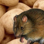 The Rats And Potatoes! :D