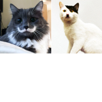 Club Cats! :3