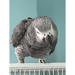 Fat bird