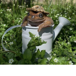 Lovely frogs for life