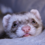 I want a ferret