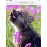 Cutest wolfie club!!!!