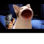 the pop cat secret hide out