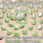 we love frogs forever!