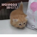 wawaaa