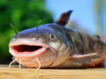 Index Fishing group
