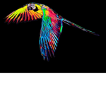The_Birds