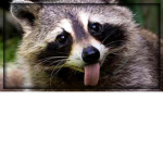 Raccoons Boi