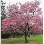 Cherry tree trust