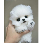 perritos bonitos