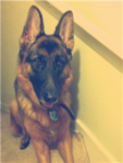 German Sheperds
