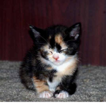 Calico Cats And Kitties/Kittens