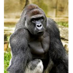 The Last Apes