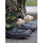 Ferret Military