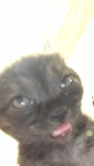 choua