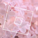 Flowers >3