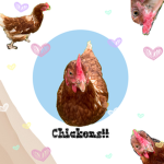 Chickens Rule!!!!