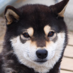 Sea shibes