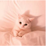 ~ Kitz ~