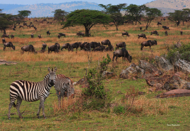 African Savanna screenshot 2