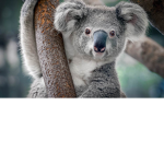 _TeamKoala_