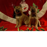 !!!Shiba Gang!!!