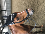 Horsey beauty