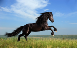 HORSES CLAN