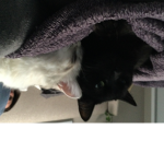 Reid loves cats