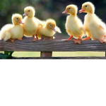 Ducky Pilots