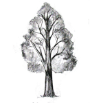 ᅠThe Tree Family