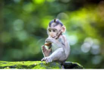 Monkey091